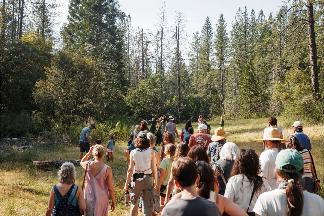 A large group of people seen from behind, walking together through a sun-drenched grassy clearing toward a dense evergreen forest.